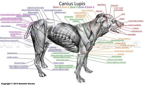 an image of the muscles in a dog