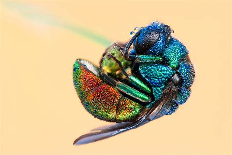 Bay Nature Magazine: The Cuckoo Wasp, A Gorgeous Parasite