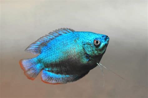 Dwarf Gourami: Tropical Fish Species Profile | Fishkeeping World