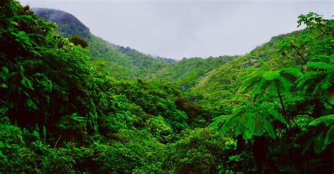 The Rainforest Biome: Resources for the Classroom