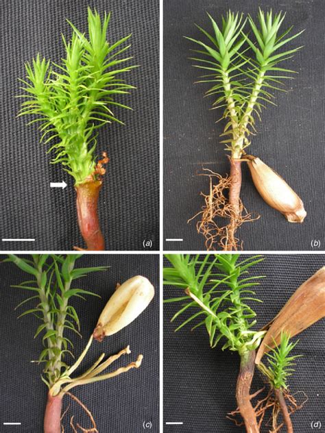 Polyembryony patterns of Brazilian pine (Araucaria angustifolia)... | Download Scientific Diagram