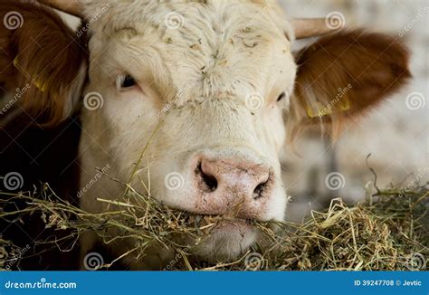 Cow Eating Hay Stock Photo - Image: 39247708