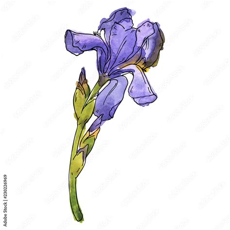 Violet fleur de lis flower isolated on white background. Hand drawn ...