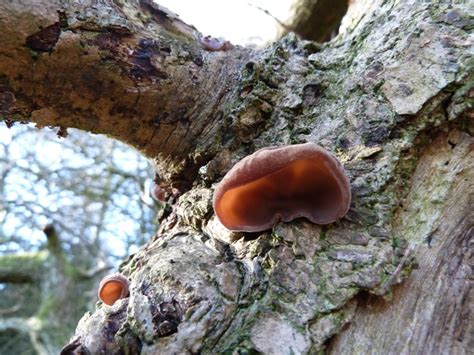 Jelly Ear Fungus | Blog | Foxglove Covert Local Nature Reserve