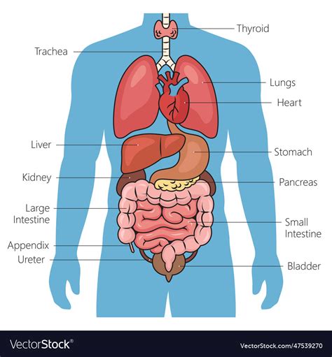 Human internal organs diagram medical science Vector Image