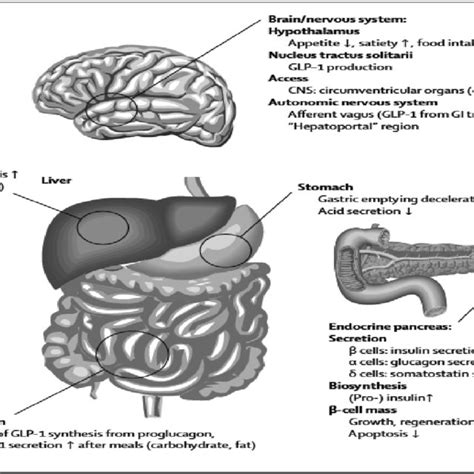 Physiology of GLP 1 Secretion and Action of GLP 1 | Download Scientific Diagram