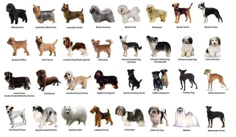 small dog breeds pictures - Dog Breeders Guide