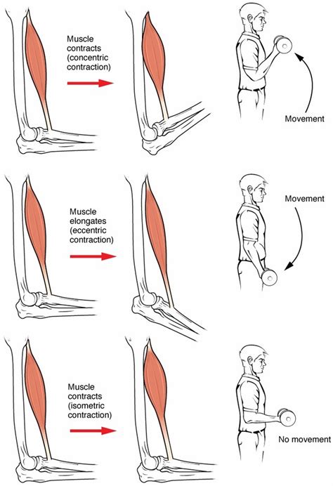 9.3E: Types of Muscle Contractions: Isotonic and Isometric - Medicine ...