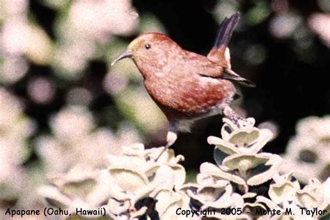 hawaiian birds | Apapane (Oahu, Hawaii) | Hawaii, Birds, Animals