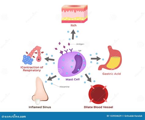 Mast Cell Vector / Histamine / Allergy Stock Vector - Illustration of allergy, labrocyte: 133934629