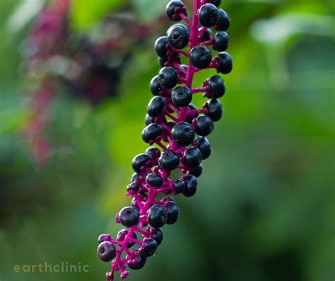 Health Benefits and Uses of Pokeberry: A Comprehensive Guide