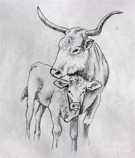 Texas Longhorn Drawing at PaintingValley.com | Explore collection of ...