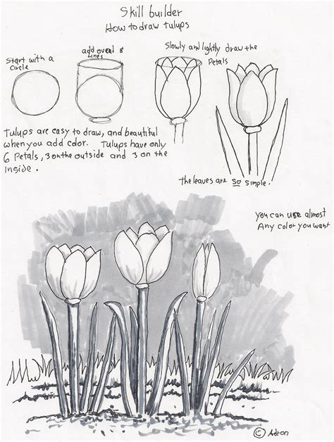 Adron's Art Lesson Plans: How to Draw Tulips, a Beginners Drawing Lesson.