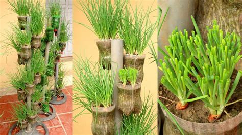 Recycling plastic bottles for growing onions and garlic, vertical garden ideas - YouTube ...