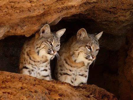 Cats in Cave - Cats & Animals Background Wallpapers on Desktop Nexus (Image 991624)