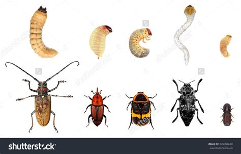 Development stages-imago and larvae of longhorn beetle(Cerambycidae ...