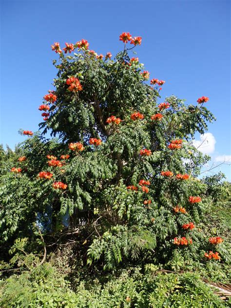 African Tulip Tree by NativeStew on DeviantArt