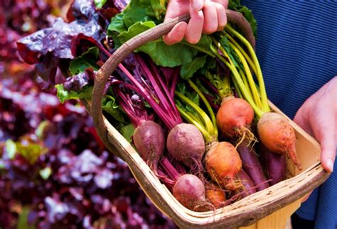 Varieties of Beetroot for Allotment - My Plant Warehouse - Indoor ...