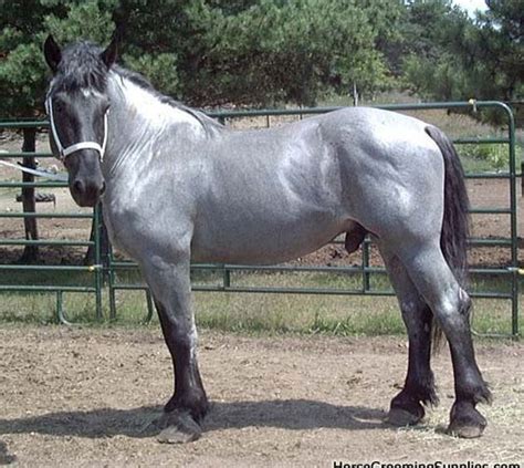 Colors | percheronsofcolor | Percheron horses, Horses, Horse breeds