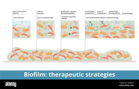 Biofilm: therapeutic strategies. Biofilm treatment: physical disruption (enzymes), quorum ...