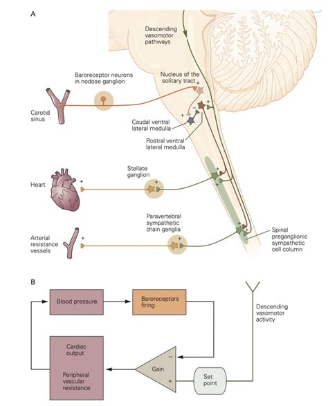 Baroreceptor reflex – Autonomic Nervous System Physiology