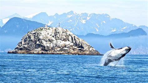 Glaciers & Wildlife of Alaska