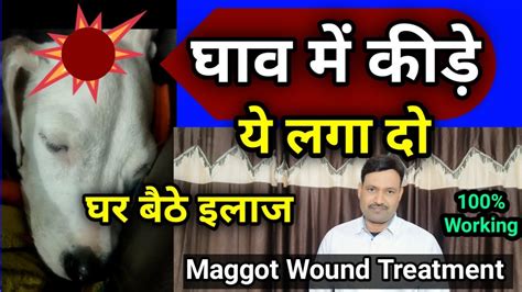 maggots in dogs removal कुत्ते के घाव के कीड़े मारने की दवा dog wound maggots treatment। DD ...