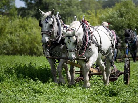 Horses Working with Equipment Stock Photo - Image of bean, plow: 158092508