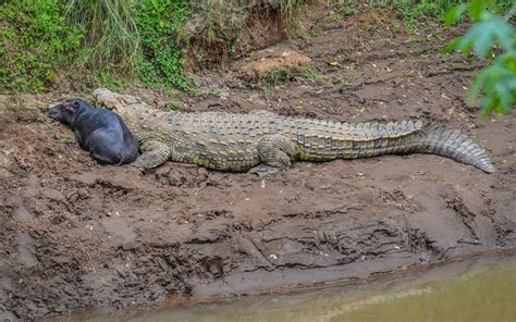 The Littlest Hippo and the Crocodile: A True Story — Kathy Karn Photography