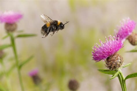 Bumblebee : Facts About Bumblebees Live Science