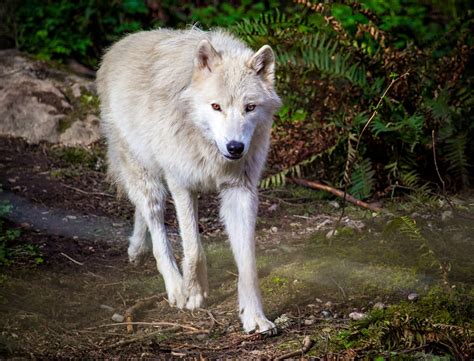 Timber Wolf - Learn About Nature