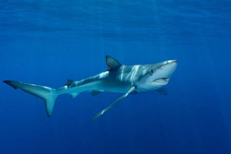 What is a Requiem Shark? - American Oceans