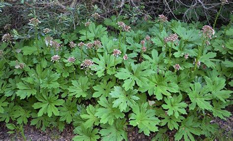 Petasites frigidus var. palmatus - Western Coltsfoot | Shade plants, Plants, Native garden