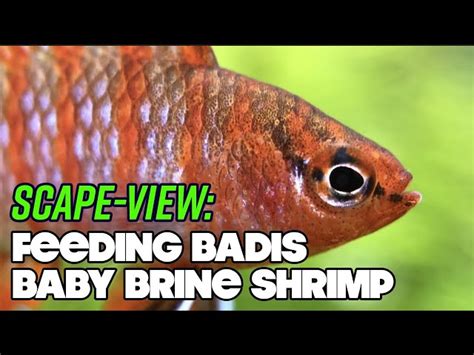 Do Scarlet Badis Eat Brine Shrimp? Unveiling Their Feeding Habits