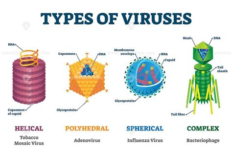 Virus, Difference Between Virus & Bacteria, DNA & RNA Viruses - PMF IAS