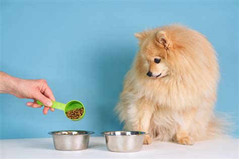 Best Grain-free Dog Food - Dogtime