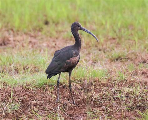 Glossy ibis – Montrose Basin Species Database