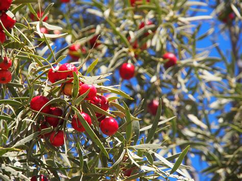 tourist in my town: quandong pie.