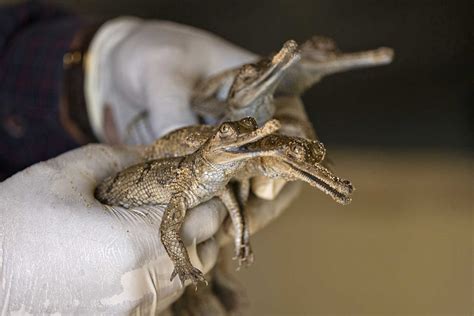 The Gharials Of River Chambal | Nature inFocus