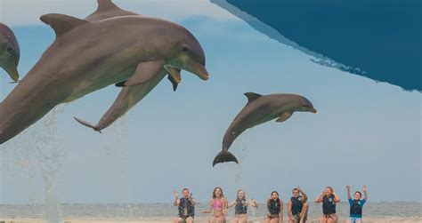 Dolphin Island Park