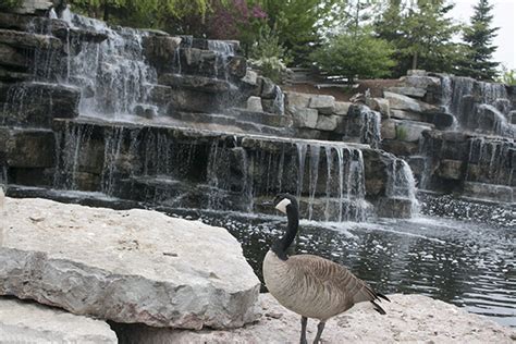 Feeding Ducks at Bay Beach Wildlife Sanctuary, Green Bay