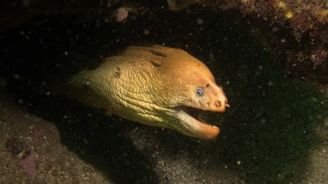 Green Moray Eel - SydneyDives