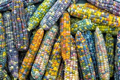 Taste the rainbow: What does rainbow corn taste like – Pretty Backyard