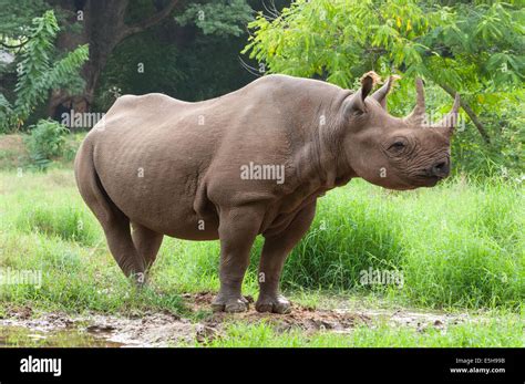 Two Horned Rhinoceros ( Ceratotherum Stock Photo - Alamy