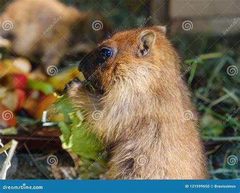 Marmot animal eating stock photo. Image of marmot, animal - 121599650