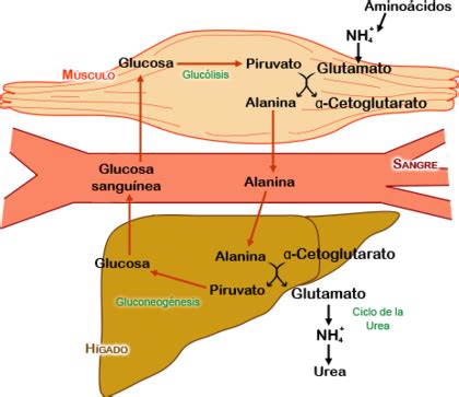 Ciclo de Cahill | Bioquímica, Ciclo de la urea, Rutas metabolicas