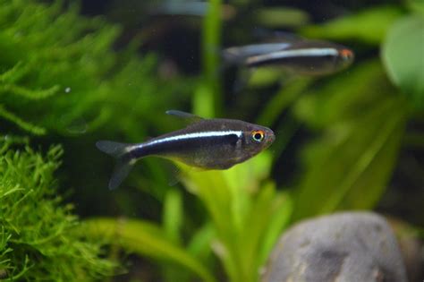 Black neon tetras; care, tank mates, breeding, pictures | Neon tetra, Neon tetra fish, Tetra fish