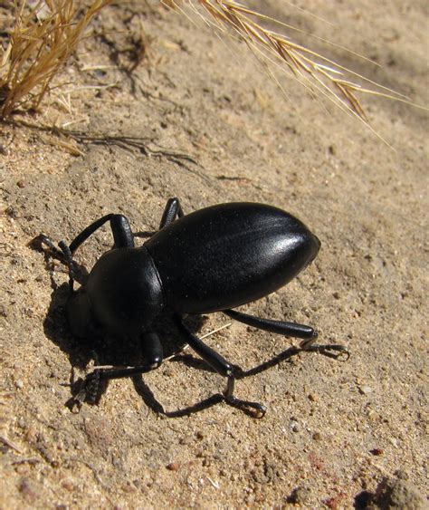 Bug Eric: Big Black Beetles: Coelocnemis