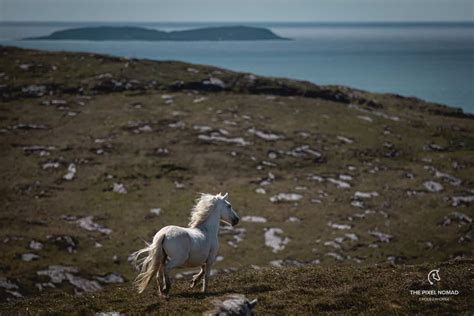 The Critically Endangered Eriskay Pony Could Disappear Without Careful Conservation