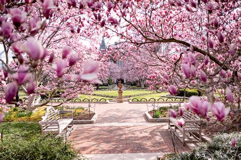 Cherry Blossom Watch Update: March 3, 2017 | 2023 Washington DC Cherry ...